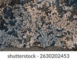 Close-up of barnacles on a rocky surface, showcasing marine life texture.