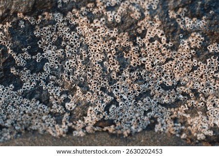 Close-up of barnacles on a rocky surface, showcasing marine life texture.