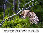 A closeup of a Barred Owl flying near green branches of a tree at Alligator River National Wildlife Refuge