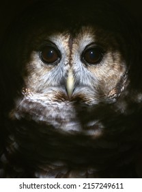 Close-up of a barred owl peering out of the shadows