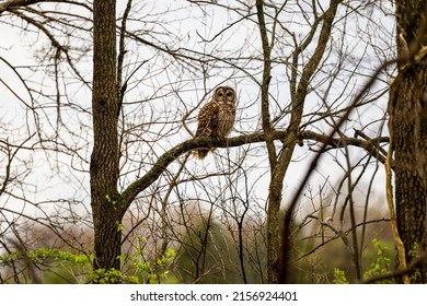 A closeup of a Barred Owl perched on a bare branch of a tree on a gloomy day - Shutterstock ID 2156924401