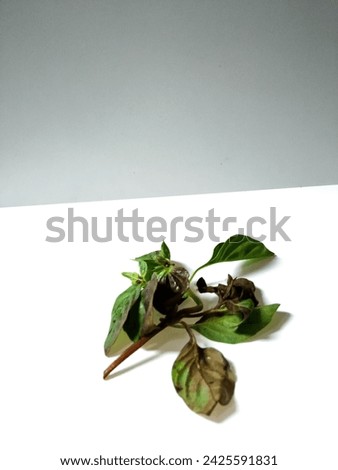 Similar – Image, Stock Photo garden cress Cress