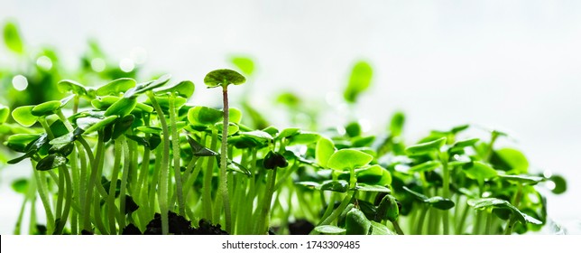 Close-up Of Basil Microgreens. Growing Basil Sprouts Close Up View. Germination Of Seeds At Home. Vegan And Healthy Eating Concept. Sprouted Seeds, Micro Greens.