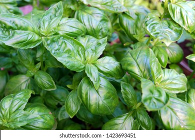 Close-Up Of Basil (Ocimum Basilicum) Plants