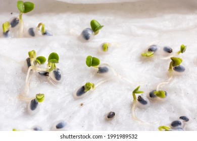 Close-up Of Basil Seeds That Have Germinated On Moist Water Soaked Kitchen Towel