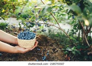 Close-up basket with blueberries in hands, picking berries in the garden - Powered by Shutterstock