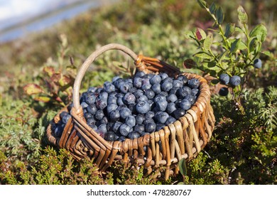 Closeup Of Basket With Ripe Bilberries On Beautiful Late Summer Day At Helgeland Archipelago, Norway. 