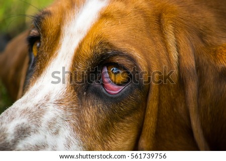 Closeup of basset hound eyes