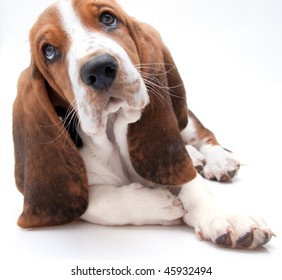 closeup of basset hound puppy with curious facial expression on white background