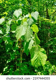 Closeup Of Basswood (Tilia Americana) Leaves At Pretty River Valley During Summer