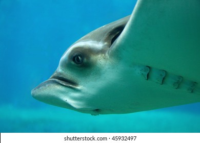 Closeup Of Bat Eagle Ray Underwater