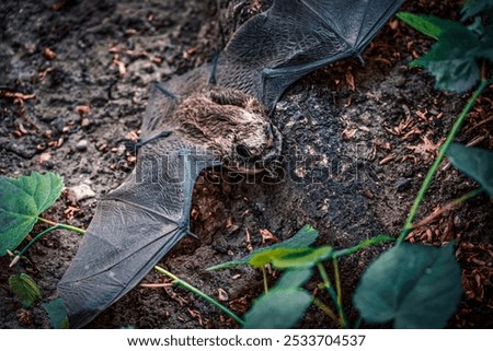 Close-up of a bat resting on the ground surrounded by leaves and soil, showcasing its detailed wings and fur.