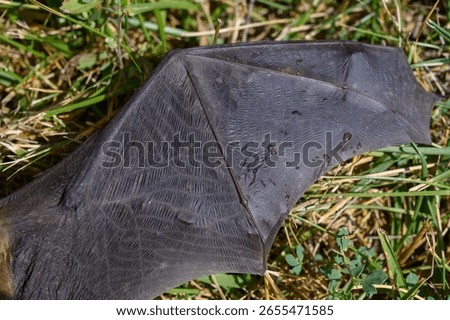 Close-up of a bat wing