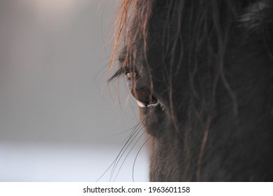 Closeup of bay horse eye in the rays of evening sun
				