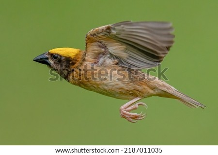 A closeup of a Baya weaver flying with its wings wide open against a blurry green background