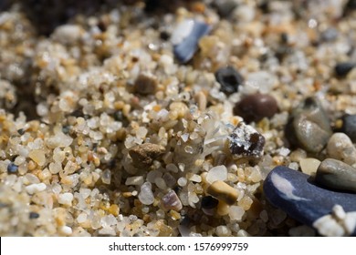 842 Beach hopper Images, Stock Photos & Vectors | Shutterstock