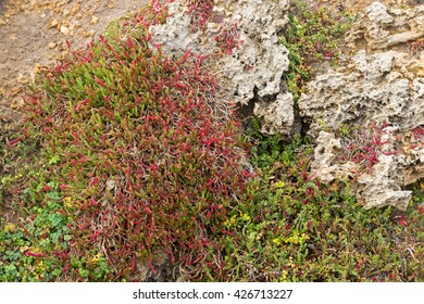 Closeup Of Beaded Glasswort, Salt Marsh Plant, Growing On Coastal Sea Cliff In Victoria, Australia