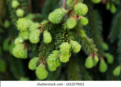 Closeup of beads of water on dwarf Weeping Norway Spruce tender green growing branchlets in the spring, Quebec City, Quebec, Canada - Powered by Shutterstock