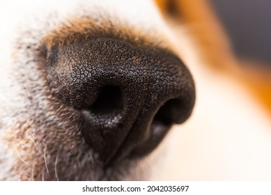 Closeup Of Beagle Dog Nose. Macro Detail Shoot