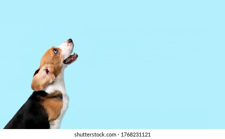 close-up beagle dog  on blue background in studio. - Shutterstock ID 1768231121
