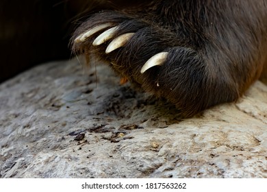 212 Black Bear Feet Close Up Images, Stock Photos & Vectors | Shutterstock