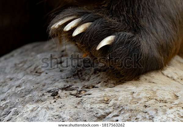 Closeup Bear Paw Claws Stock Photo 1817563262 | Shutterstock