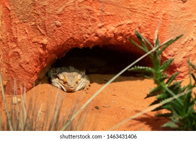 Closeup Of A Bearded Dragon In The Den