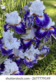Close-up of bearded iris 'Everything Plus' with bold white standards and vibrant violet-purple falls edged in white. Shot in full bloom in a garden setting with green foliage in soft focus.