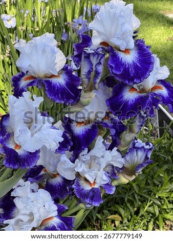 Close-up of bearded iris 'Everything Plus' with bold white standards and vibrant violet-purple falls edged in white. Shot in full bloom in a garden setting with green foliage in soft focus.