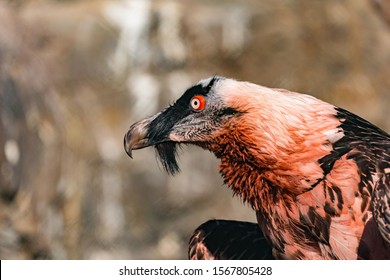 Closeup Bearded Vulture Gypaetus Barbatus Known Stock Photo Edit Now 1567805428