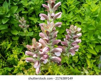 Close-up of the Bear's breeches (Acanthus hungaricus (Borbas) flowering with pink to white flowers enclosed in spiny bracts and arranged in vertical rows on flower spikes rising well above the foliage - Powered by Shutterstock