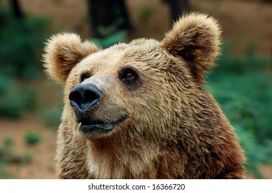 close-up of bear's head