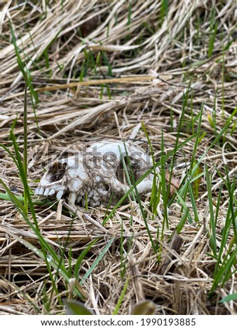 Close-up of a bear's skull with teeth on green grass