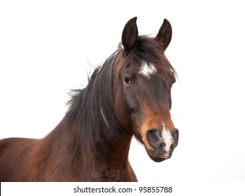 Closeup of a beautiful Arabian horse on white background