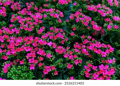 Close-up of a beautiful array of vibrant pink flowers blooming. Lush green foliage surrounds delicate petals, creating a colorful and lively display. - Powered by Shutterstock