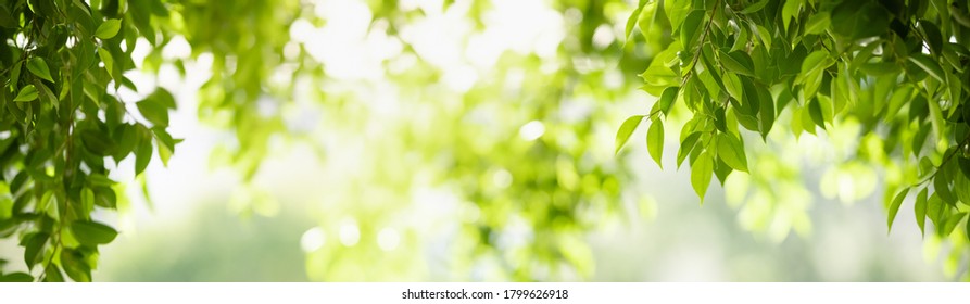 Closeup beautiful attractive nature view of green leaf on blurred greenery background in garden with copy space using as background natural green plants landscape, ecology, fresh cover page concept. - Shutterstock ID 1799626918