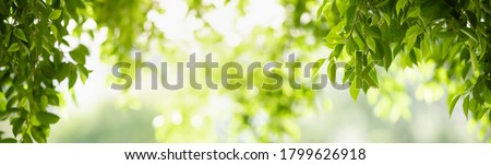 Closeup beautiful attractive nature view of green leaf on blurred greenery background in garden with copy space using as background natural green plants landscape, ecology, fresh cover page concept.