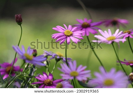 close-up of beautiful australian daisies against a sunlit blurry background