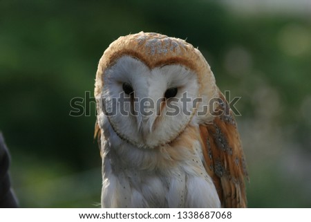 A close-up of the beautiful barnowl