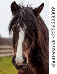 A closeup of a beautiful bay shire with a fluffy coat and a white patch on its muzzle in a field