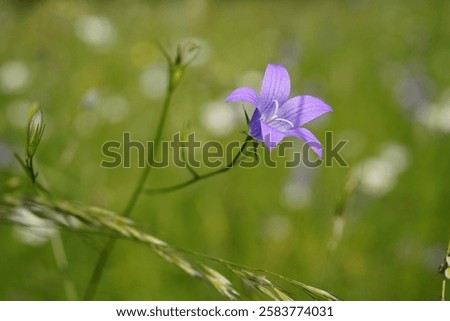 Similar – Image, Stock Photo Meadow bellflower Nature