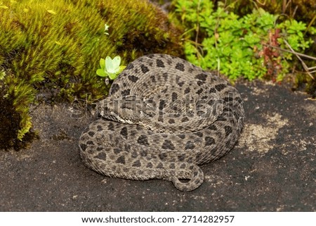 Close-up of a beautiful berg adder (Bitis atropos), in the Drakensberg mountains. A South African endemic venomous snake on a rock