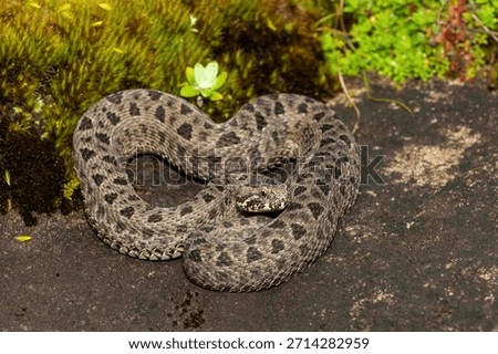 Close-up of a beautiful berg adder (Bitis atropos), in the Drakensberg mountains. A South African endemic venomous snake on a rock