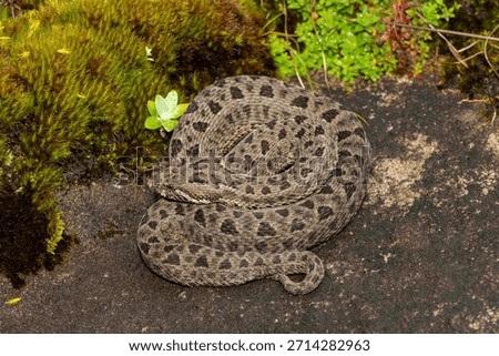 Close-up of a beautiful berg adder (Bitis atropos), in the Drakensberg mountains. A South African endemic venomous snake on a rock