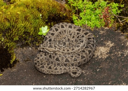 Close-up of a beautiful berg adder (Bitis atropos), in the Drakensberg mountains. A South African endemic venomous snake on a rock