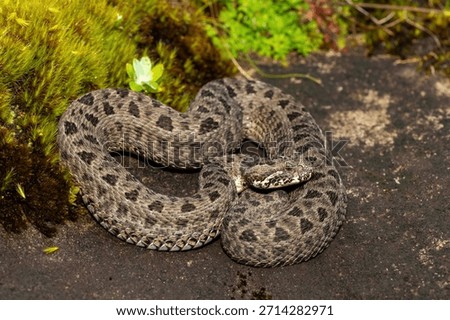 Close-up of a beautiful berg adder (Bitis atropos), in the Drakensberg mountains. A South African endemic venomous snake on a rock