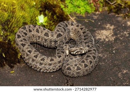 Close-up of a beautiful berg adder (Bitis atropos), in the Drakensberg mountains. A South African endemic venomous snake on a rock