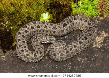 Close-up of a beautiful berg adder (Bitis atropos), in the Drakensberg mountains. A South African endemic venomous snake on a rock