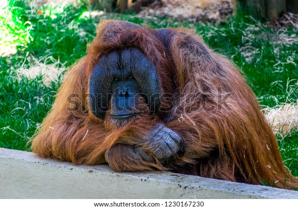 Closeup Beautiful Big Brown Male Bornean Stock Photo 1230167230 ...