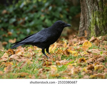 A closeup of a beautiful black raven standing on a pile of grass surrounded by gr - Powered by Shutterstock